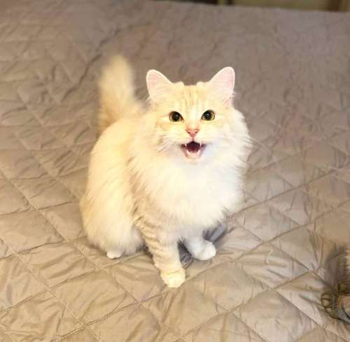  арсениум, сибирский кот, домашний кот, домус, тюмень, кот, арсениум, сибиряки, котики, шиханова,, котята, зоогалактика