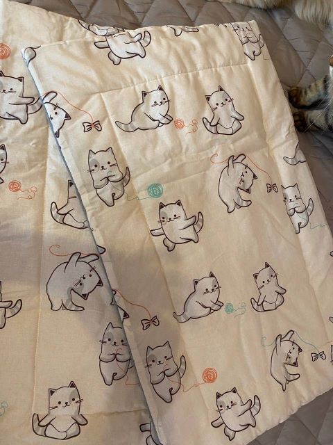 котята, сибирские котята, арсениум, зоогалактика